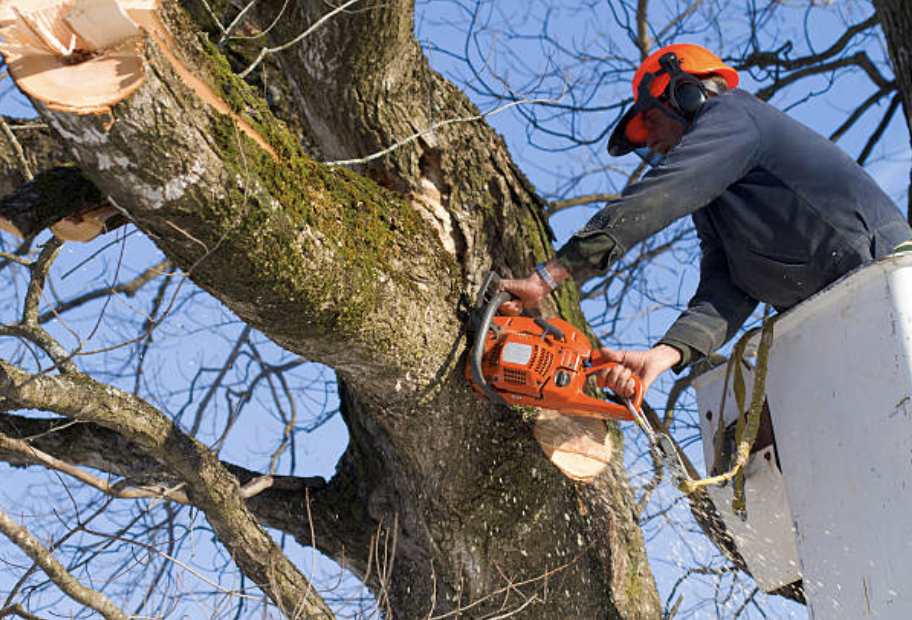 tree pruning in Silver City
