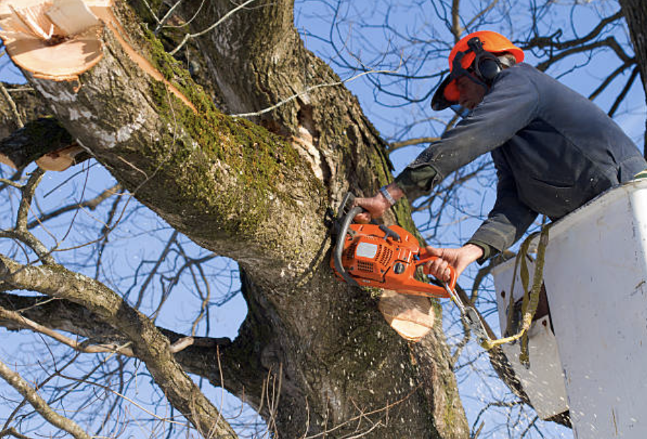 tree pruning in Algodones